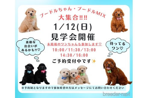 成約済の神奈川県のチワプー:チワワ×トイプードル-362272の3枚目